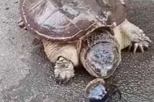 Wildlife Video