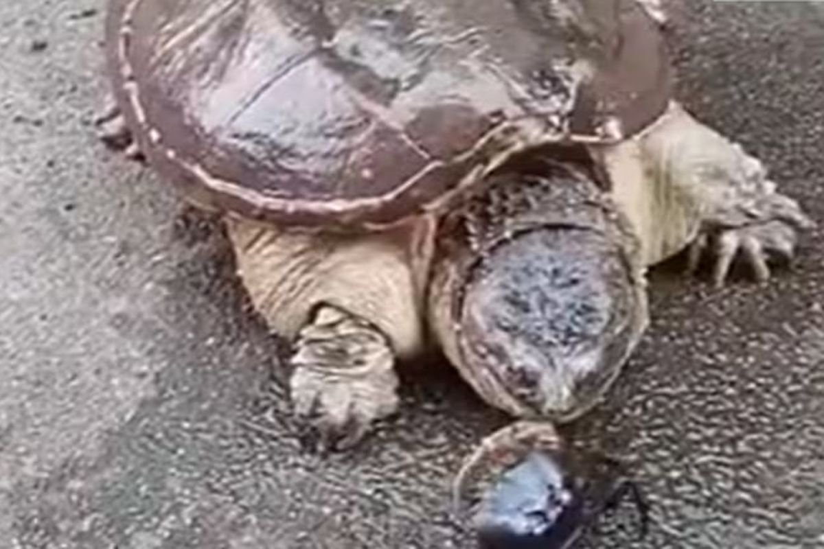 Wildlife Video